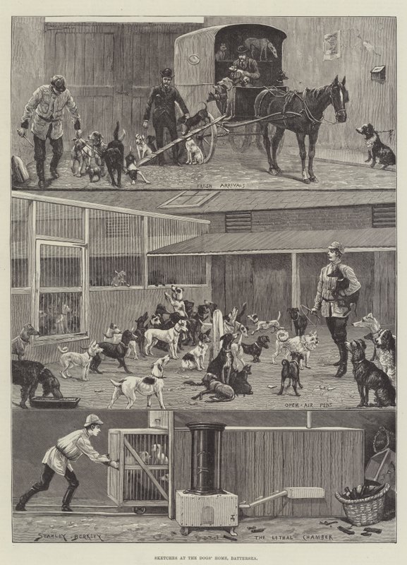 Dogs&39;Home，Battersea的草图 作者 斯坦利伯克利