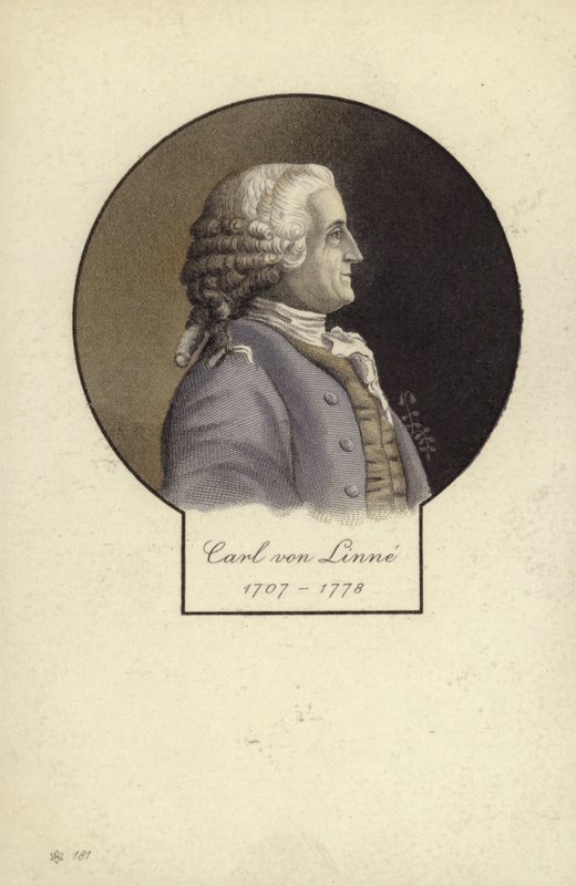 Carl Linnaeus（1707-1778），瑞典植物学家和动物学家 作者 瑞典学校