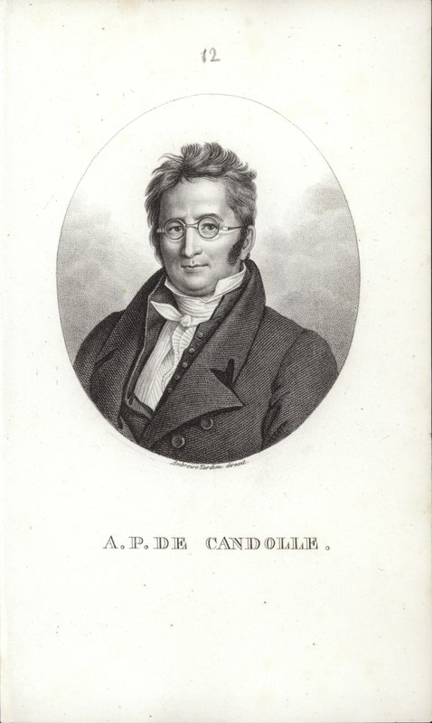 Candolle的Augustin Pyramus 作者 瑞士学校