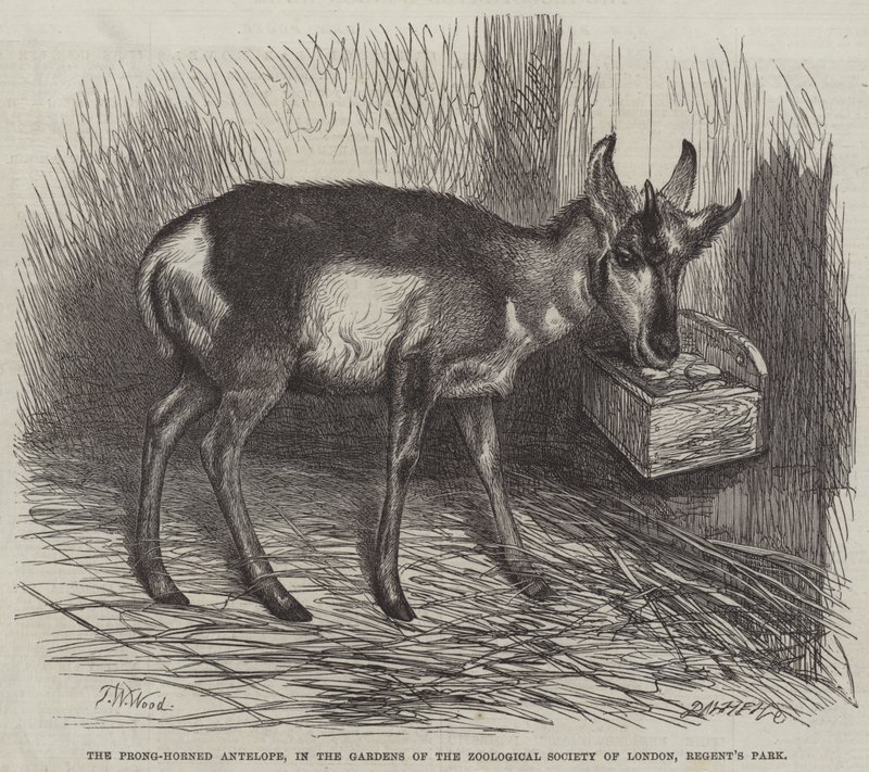 The Prong-Horned Antelope，位于伦敦动物学会花园，摄政公园 作者 托马斯·伍德