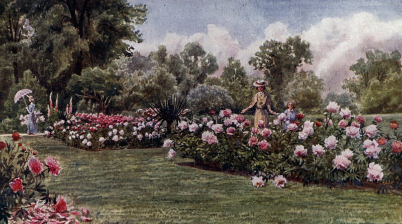 Kew Gardens: The Peonies (colour litho) 作者 托马斯·莫尔·马丁