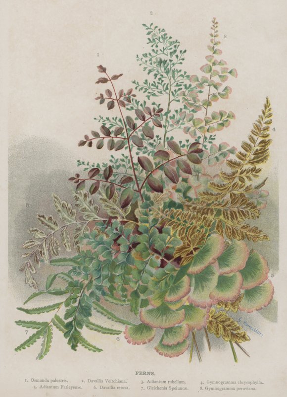 蕨类植物 作者 未知未知