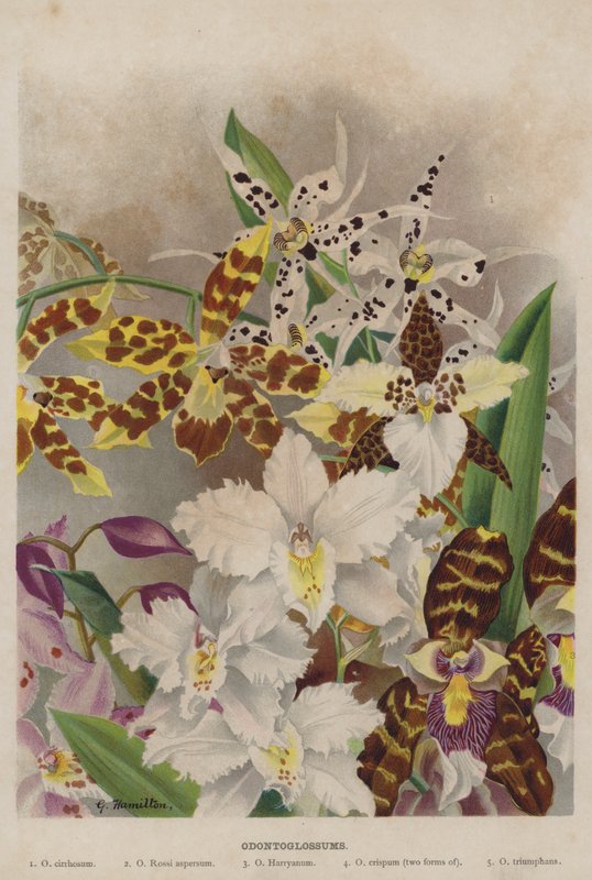 Odontoglossums 作者 未知未知