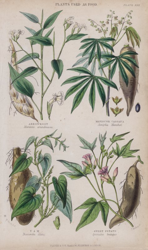 葛根; 木薯木薯； 芋头; 红薯（彩色雕刻） 作者 惠誉