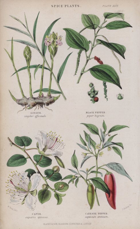 Ginger; Black Pepper; Caper; Cayenne Pepper (coloured engraving) 作者 惠誉