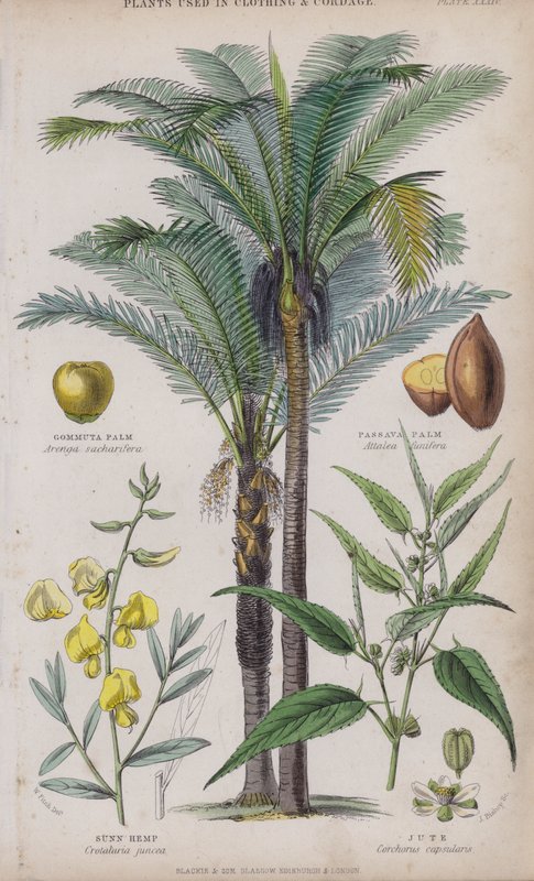 Gommuta Palm; Passava Palm; Sunn Hemp; Jute (coloured engraving) 作者 惠誉
