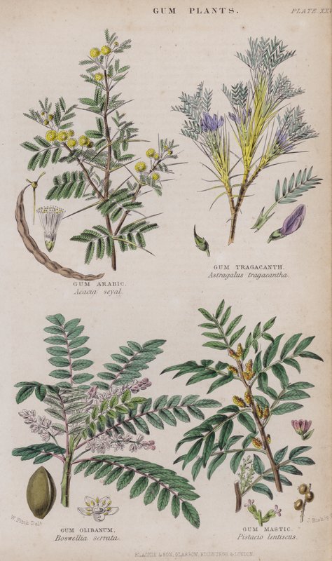 Gum Arabic; Gum Tragacanth; Gum Olibanum; Gum Mastic (coloured engraving) 作者 惠誉