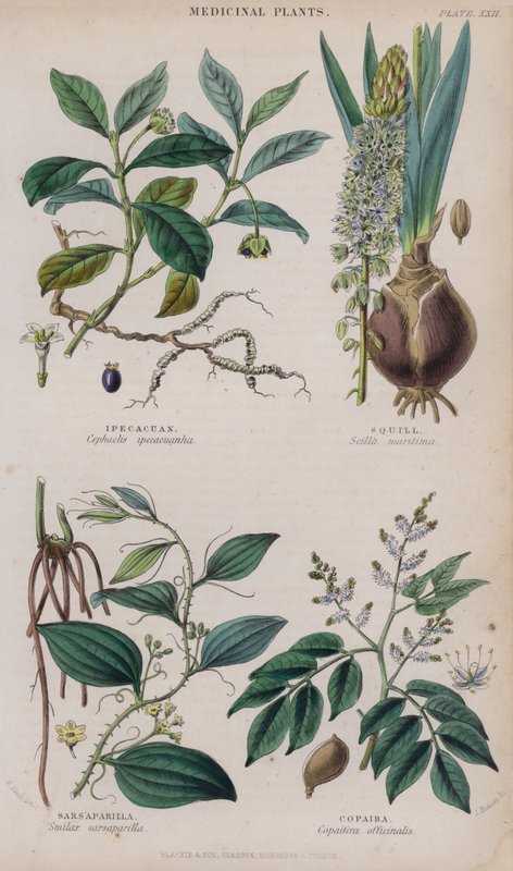 Ipecacuan; Squill; Sarsaparilla; Copaiba (coloured engraving) 作者 惠誉