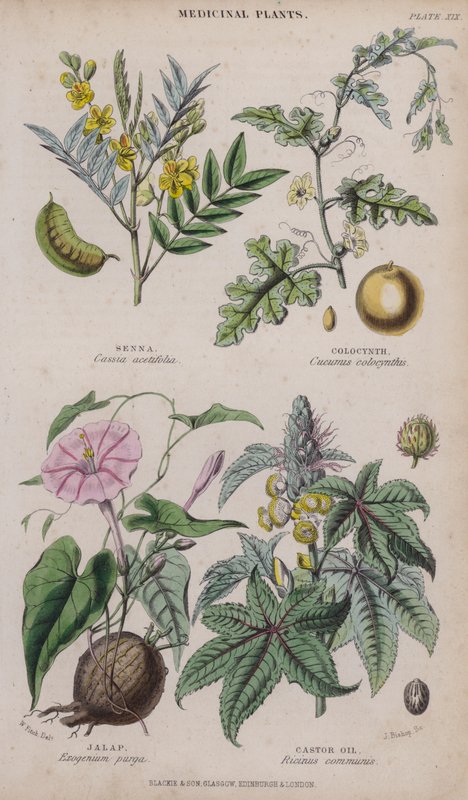 塞纳; 芋头; 墨西哥胡椒; 蓖麻油（彩色雕刻） 作者 惠誉