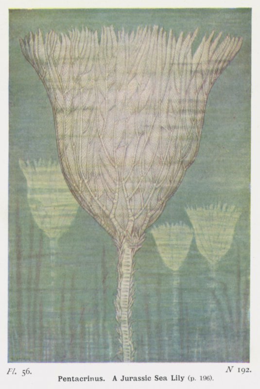 Pentacrinus，一种侏罗纪海百合（彩色石版画） 作者 WJ斯托科
