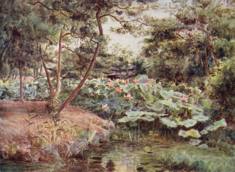 甲府的松树和粉红色莲花 作者 沃尔特·弗雷德里克·屋顶·廷代尔