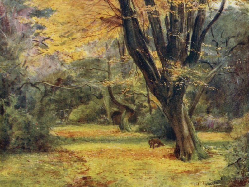 The New Forest: Maples, near Queen