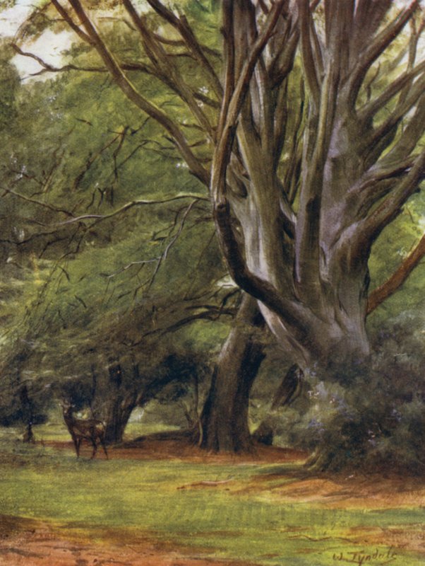 The New Forest: Penerley Woods (colour litho) 作者 沃尔特·弗雷德里克·屋顶·廷代尔