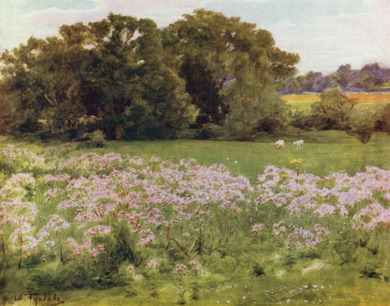 The New Forest: Riversdale, Boldre (colour litho) 作者 沃尔特·弗雷德里克·屋顶·廷代尔