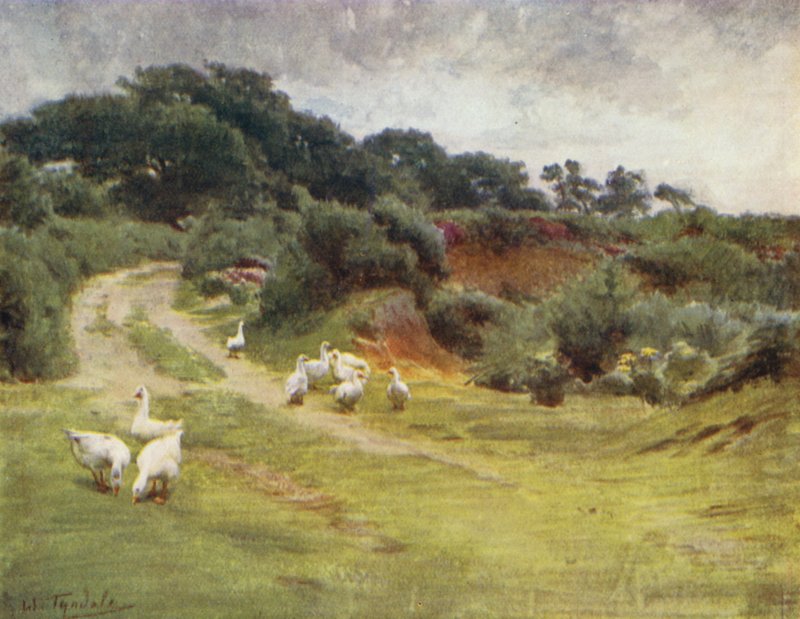 新森林：Royden Common，靠近 Brokenhurst（彩色石版画） 作者 沃尔特·弗雷德里克·屋顶·廷代尔