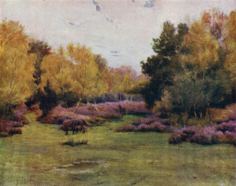 The New Forest: Rushpole Wood, Lyndhurst (colour litho) 作者 沃尔特·弗雷德里克·屋顶·廷代尔