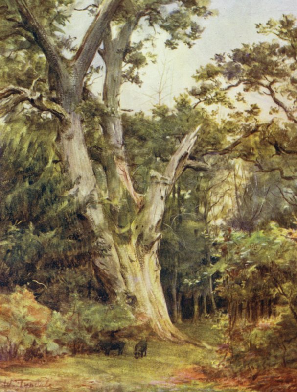 The New Forest: The King at Boldrewood (colour litho) 作者 沃尔特·弗雷德里克·屋顶·廷代尔