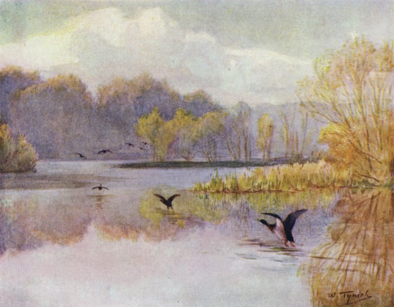 The New Forest: The Pool at Minstead Mill (colour litho) 作者 沃尔特·弗雷德里克·屋顶·廷代尔