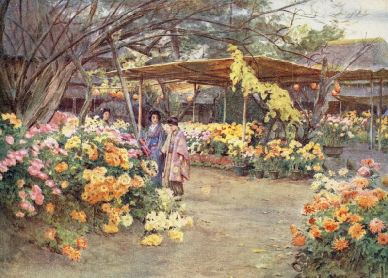 观赏Chrysanthemums，Mukojima，Tokio 作者 沃尔特·弗雷德里克·屋顶·廷代尔