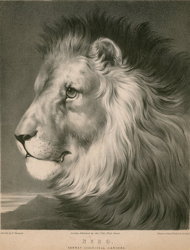 Nero the lion，Surrey Zoological Gardens，伦敦 作者 威廉·巴罗