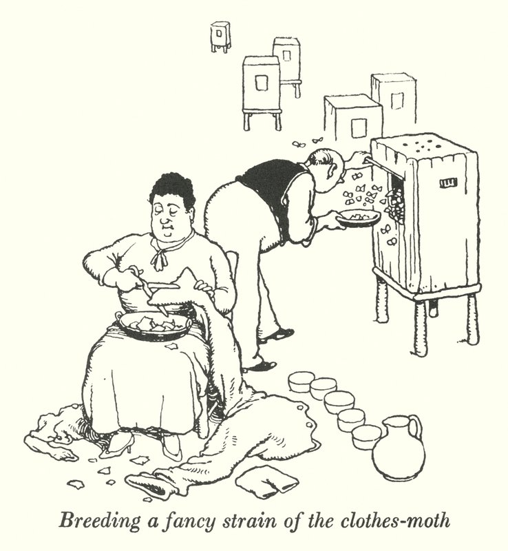 Breeding a fancy strain of the clothes-moth (litho) 作者 威廉·希思·罗宾逊