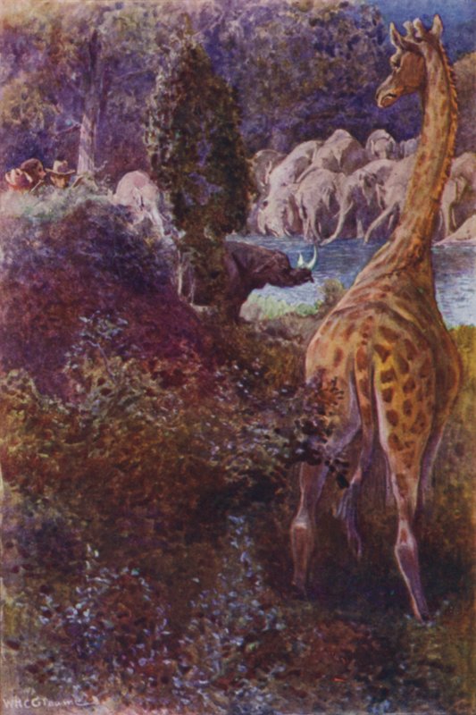 Illustration for The Gorilla Hunters by R M Ballantyne (colour litho) 作者 威廉·亨利·查尔斯·格鲁姆