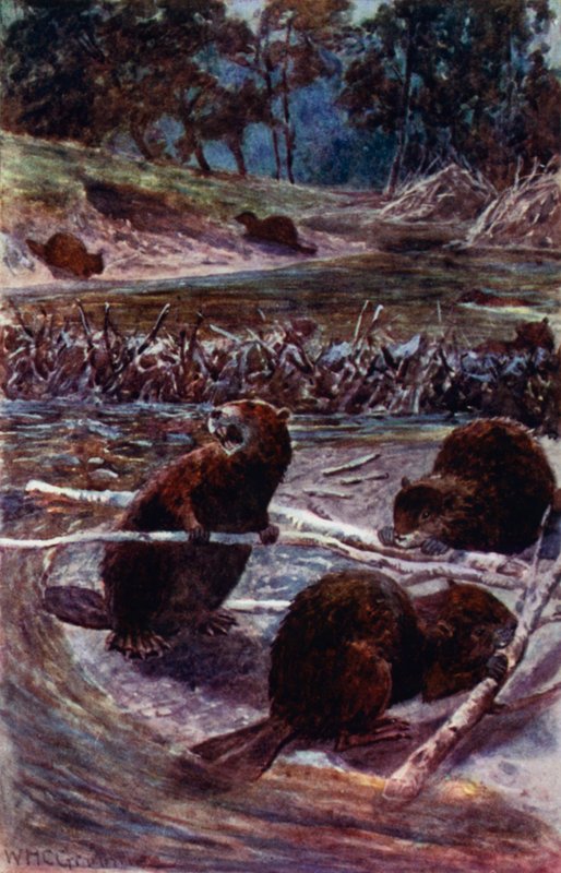 "They build a dam across the stream" (colour litho) 作者 威廉·亨利·查尔斯·格鲁姆