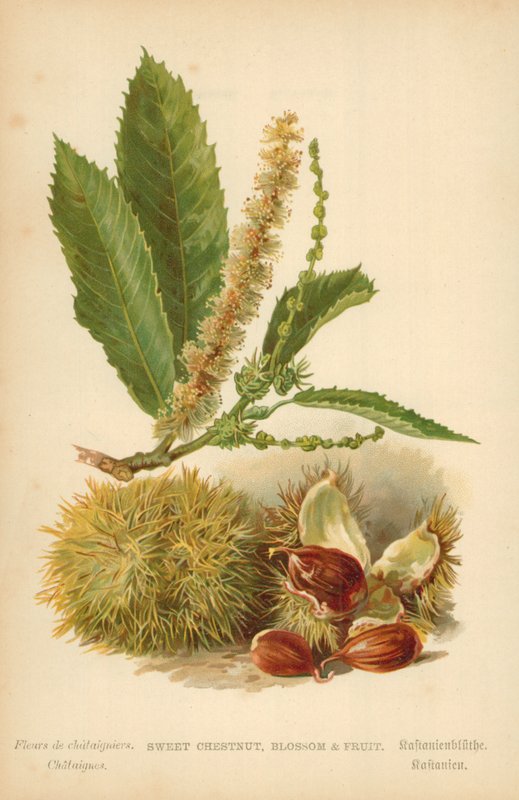 甜栗子，开花和水果 作者 威廉·亨利·詹姆斯船