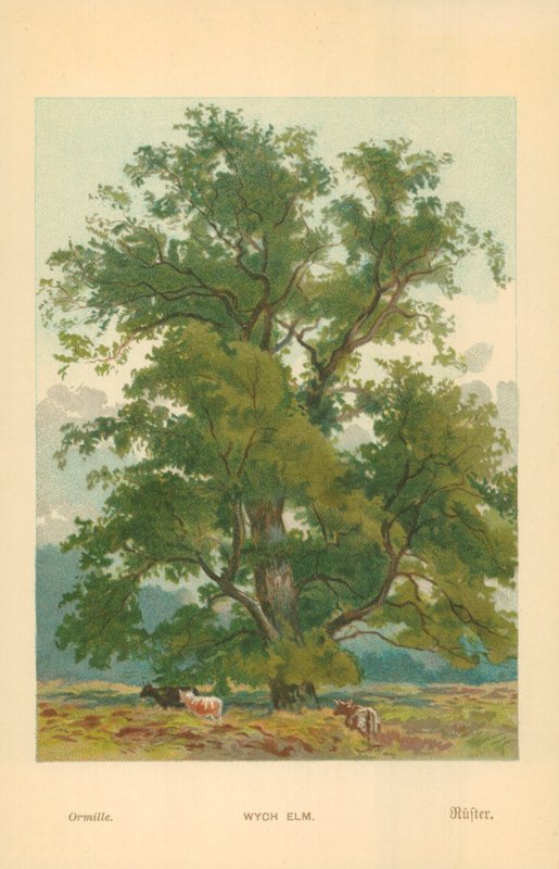 Wych Elm 作者 威廉·亨利·詹姆斯船