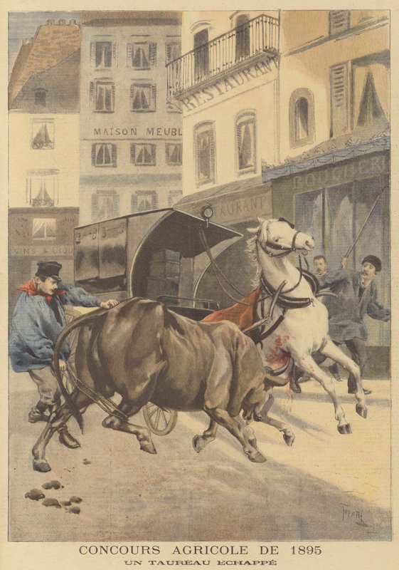 农业展1895年。一头逃脱的公牛 作者 在Oswaldo Tofani之后