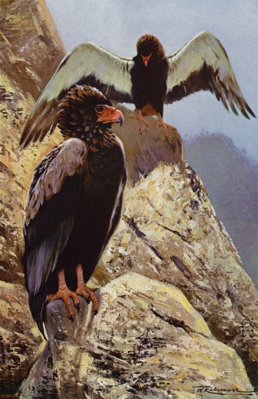 Bateleur Eagle 作者 威廉·库纳特之后