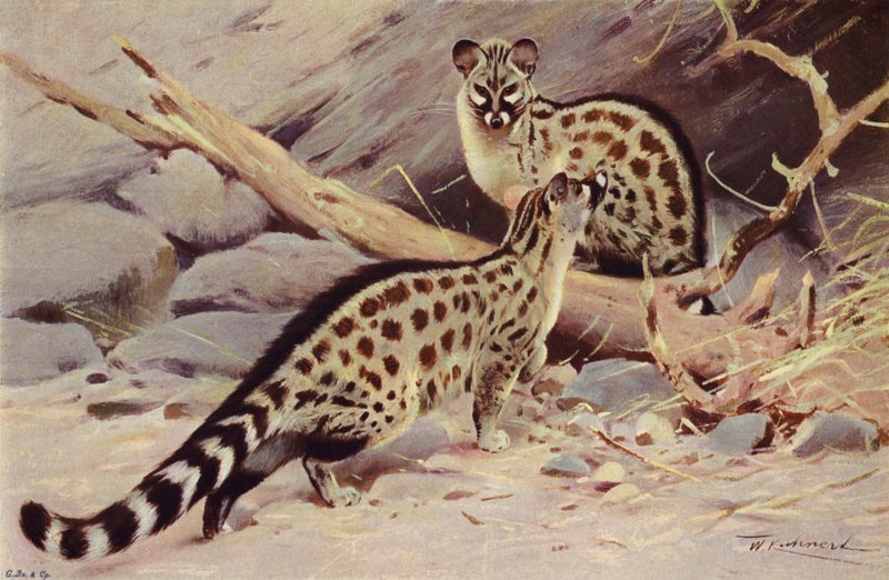 Dongola Genet 作者 威廉·库纳特之后