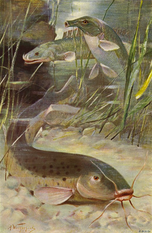 电鲶鱼，Bichir，Trunkfish 作者 威廉·库纳特之后