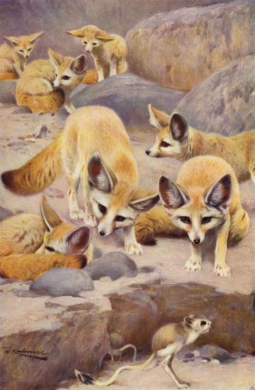 Fennec和Jerboa 作者 威廉·库纳特之后