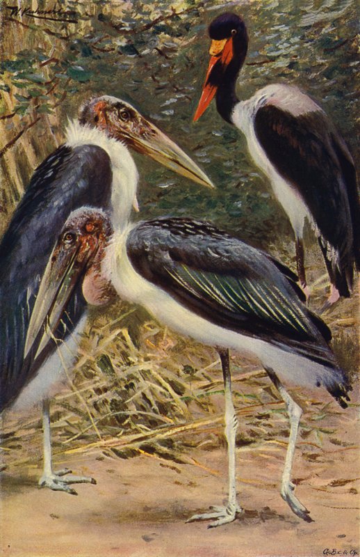 Marabou和Jabiru 作者 威廉·库纳特之后