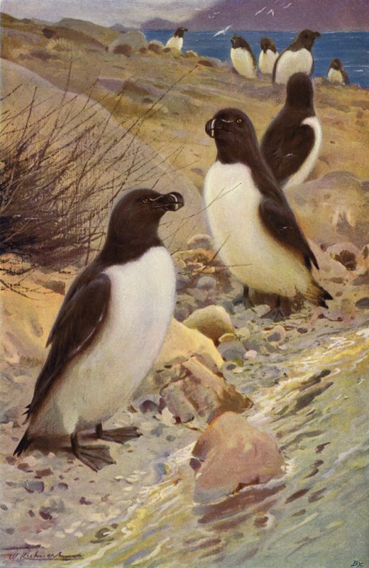 Razorbill 作者 威廉·库纳特之后