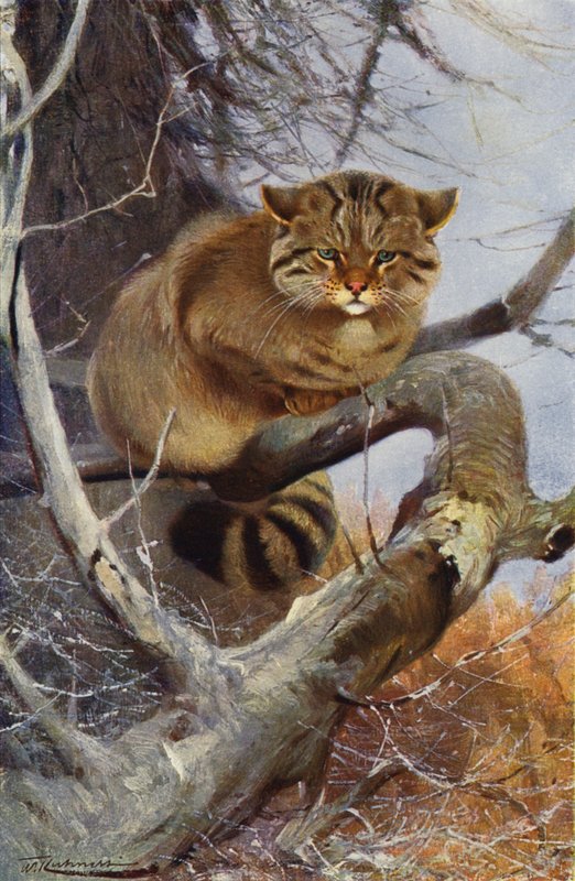 野猫 作者 威廉·库纳特之后