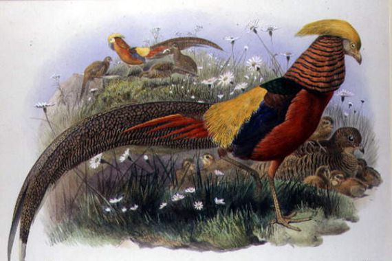 Joseph & Smit J. (fl.1870) Wolf